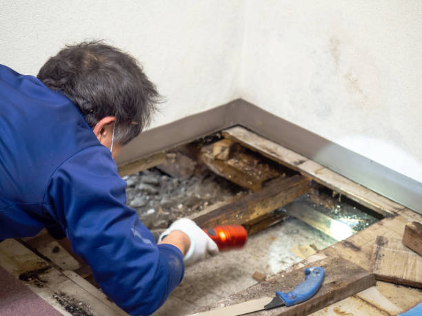 Best Attic Mold Removal  in Belton, MO