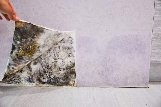 Home Mold Removal in Belton, MO